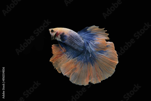 betta fish