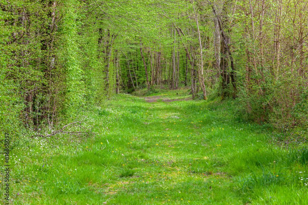 Fototapeta premium path in the forest