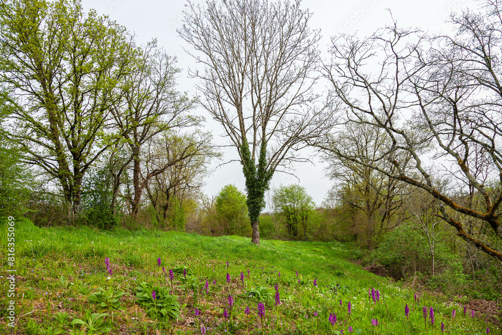 Naklejka premium blooming tree in spring