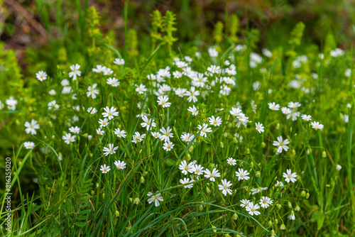 grass with white flowers