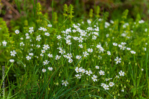 grass with white flowers