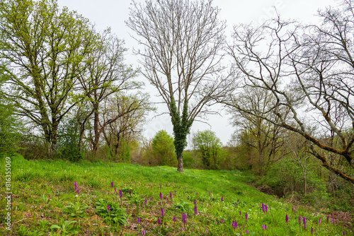 blooming tree in spring