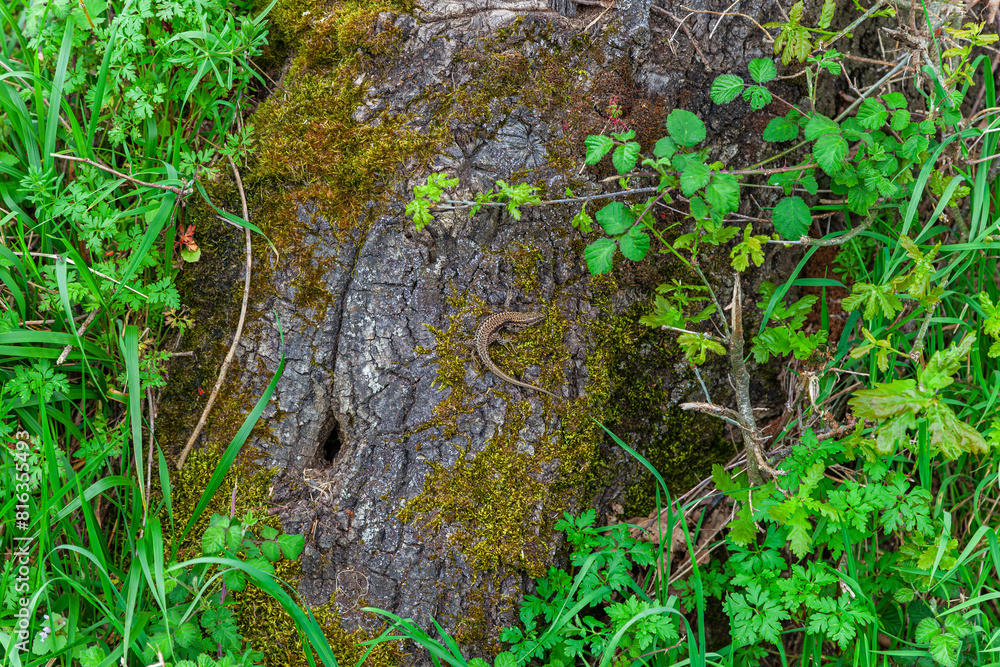 Obraz premium lizard on a tree trunk