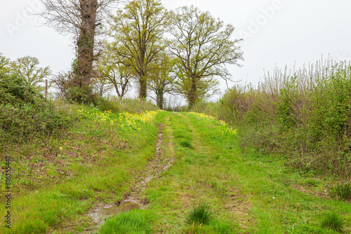 path in the meadow