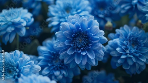 Close-up of stunning blue chrysanthemums with a soft, dark background