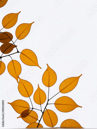 Leaf/leaves/brown/yellow