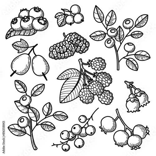 Set of blue berries clipart in sketch style. Outlined black and white vector illustration.