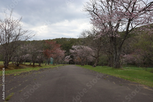 Wallpaper Mural 桜の花 Torontodigital.ca