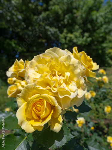 バラ園の黄色いバラが満開