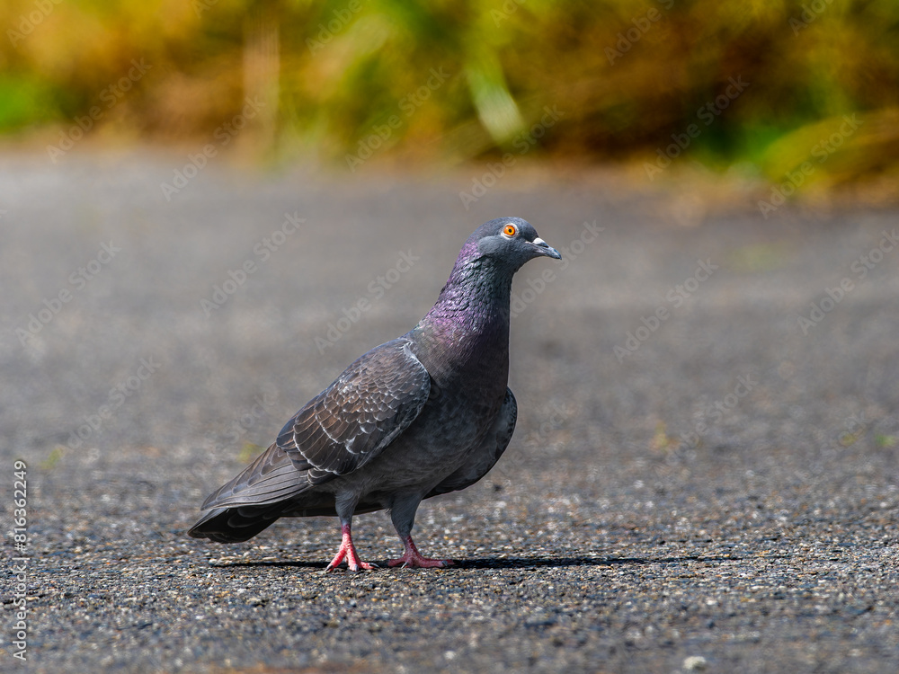 Obraz premium 地面を歩くドバト
