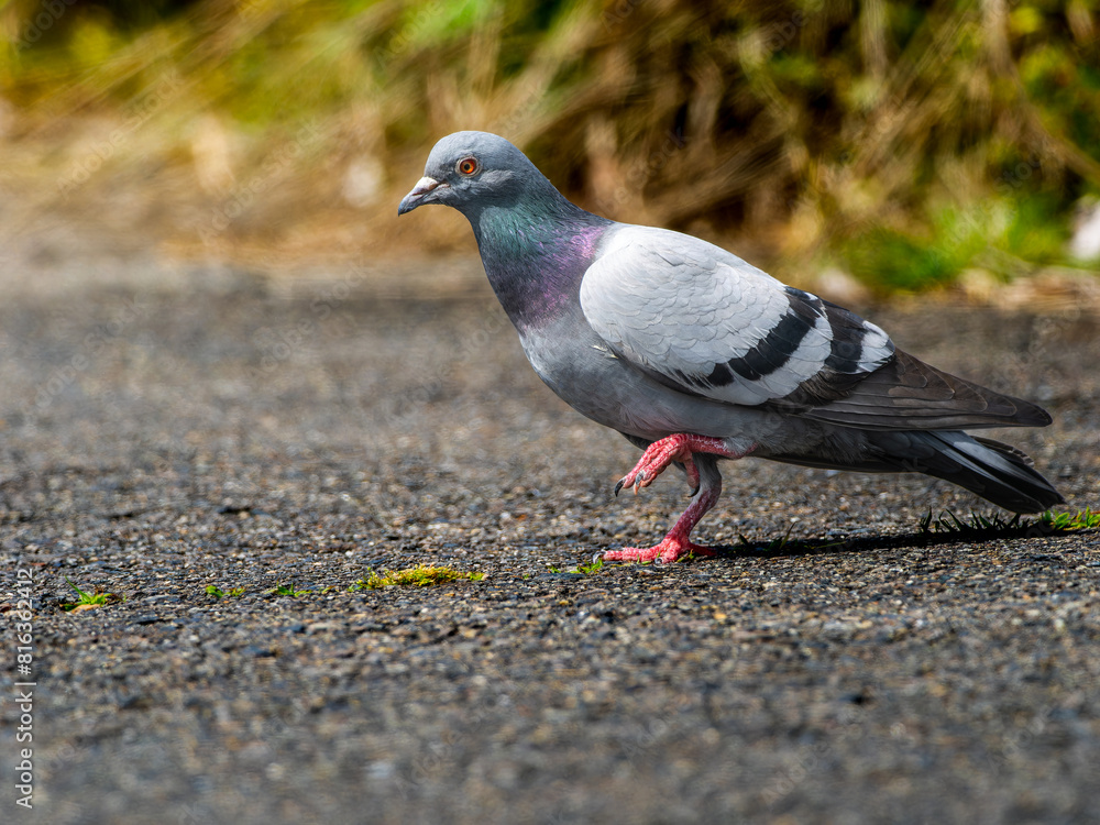 Obraz premium 地面を歩くドバト