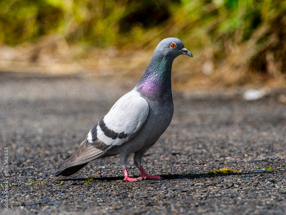 Obraz premium 地面を歩くドバト