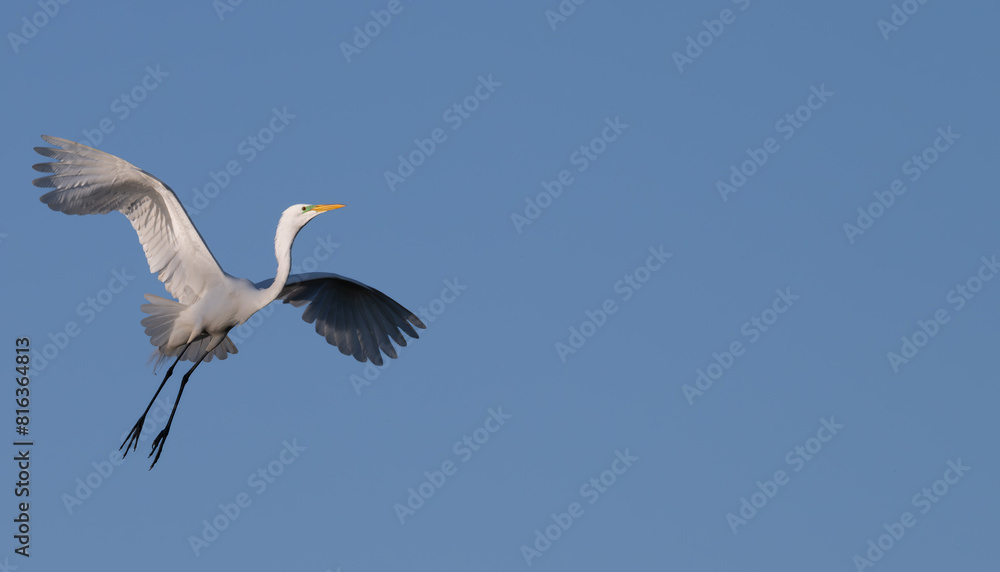 Closeup of a white heron in spring. Closeup of a white heron in spring.