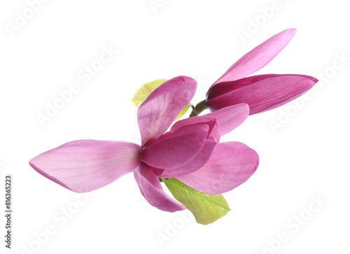 Beautiful pink magnolia flowers isolated on white