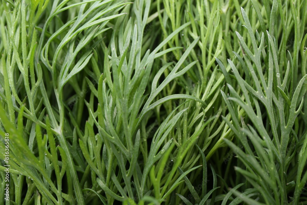 Sprigs of fresh dill as background, closeup view Sprigs of fresh dill as background, closeup view