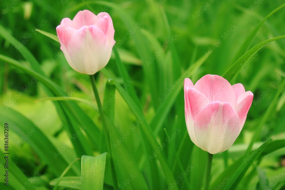 Fototapeta premium ピンクと白のチューリップ