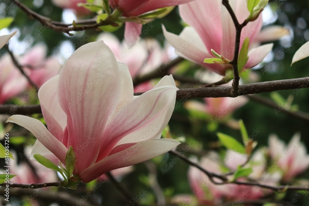 Obraz premium 春に咲くピンクの花 カナダ モントリオール