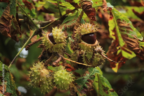 Chestnuts on a tree