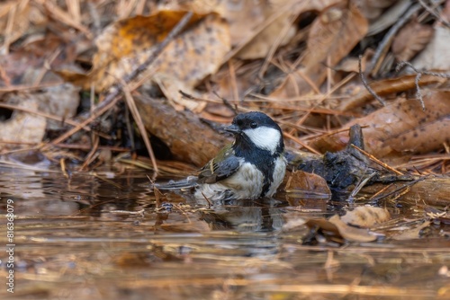 気持ちよさそうに水浴びするシジュウカラ