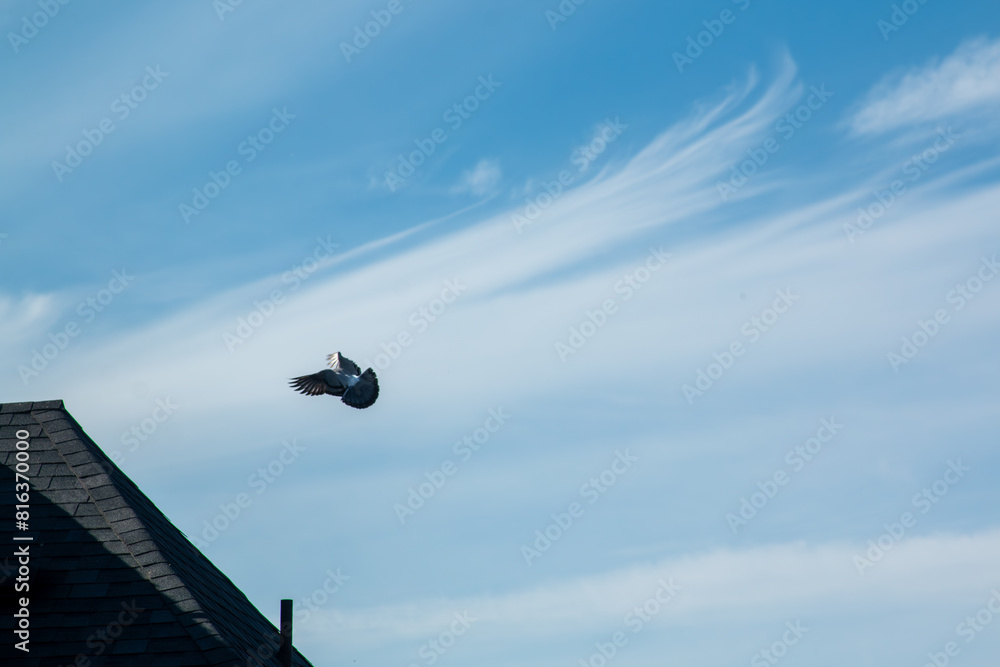 A pigeon in flight A pigeon in flight