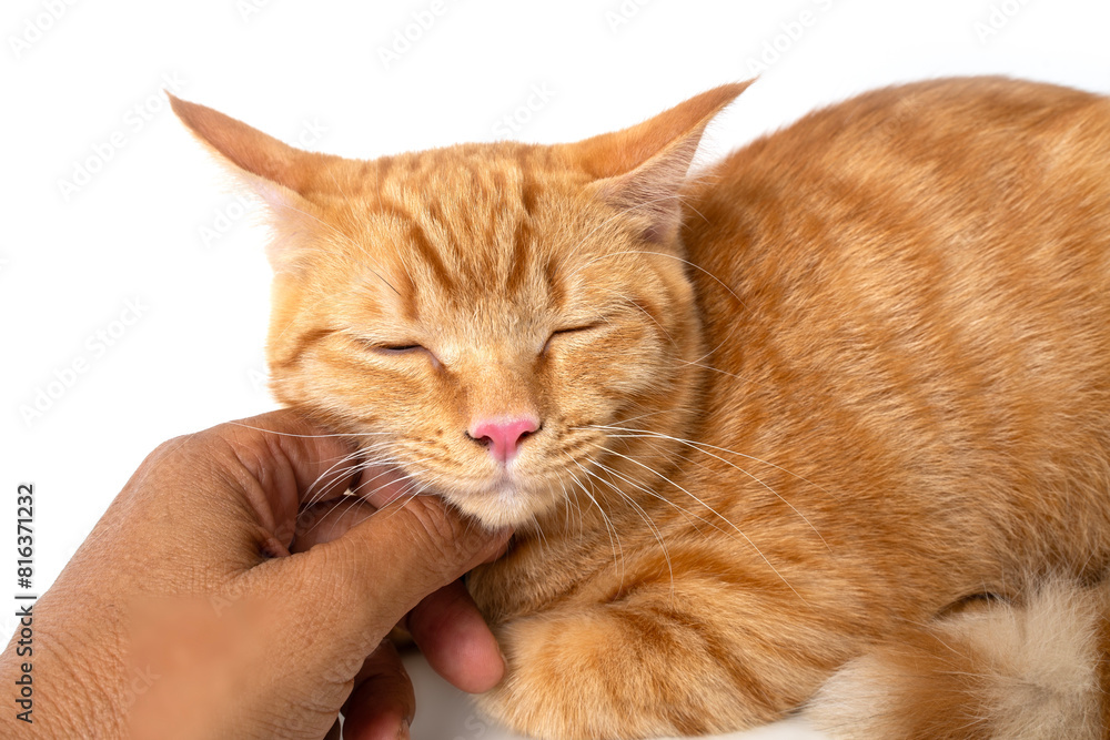 Friendship between humans and animals who live together happily. Friendship between humans and animals who live together happily.