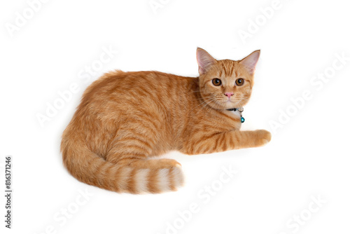 Side view of orange cat crouched on white background. © pandpstock001