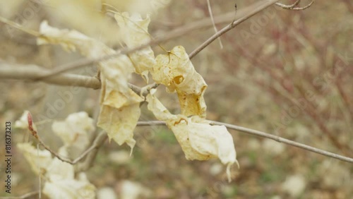 Dead leaves golden yellow white color vibrating in wind