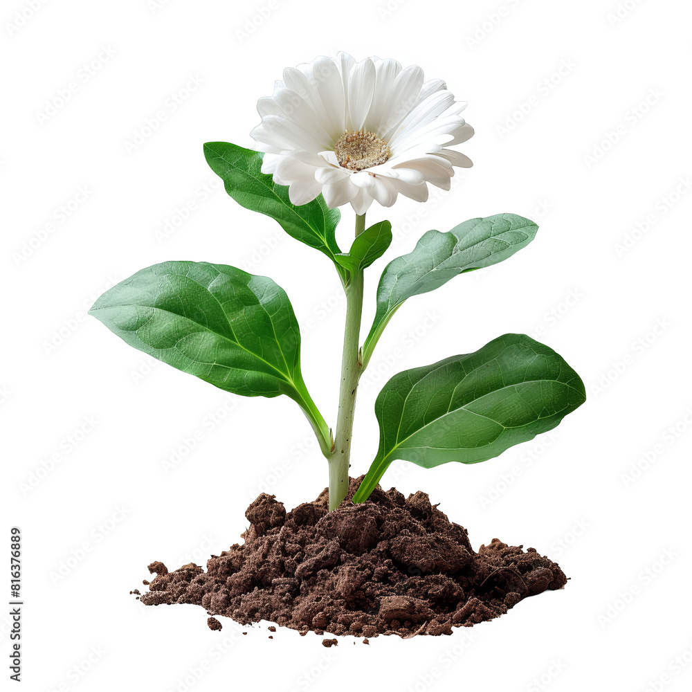 a white flower growing out of the ground, transparent background png a white flower growing out of the ground, transparent background png