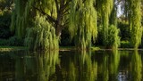 Willow Trees,Broadleaf Trees: Willows have long, slender leaves and flexible branches. They are commonly found near water bodies and are often used in landscaping.