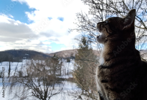 Angel Kitty's Mountain Song