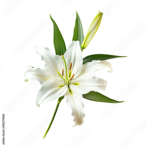 a white flower with green leaves on a white surface, transparent background png