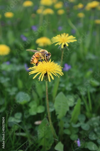 No Mow May - Dandelion flowers on a lawn in spring, feeding pollinators.