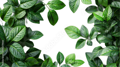 a close up of a plant with green leaves, transparent background png photo