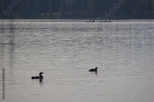 A Pair of Common Loons on the Lake