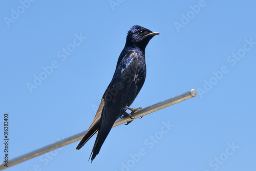 Shimmering and iridescent, a Purple Martin (Progne subis) rest at midday against a clear blue sky. Dark plumage, a swallow species. Feeds primarily on flying insects near water and wetlands photo