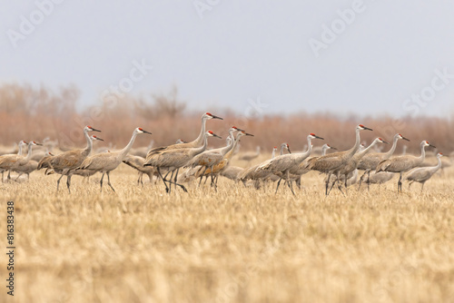 Large flock of Sandhill Cranes (Grus canadensis) moving in unison against a strong gale force wind. Tall birds walking in agricultural farm field during spring migration 