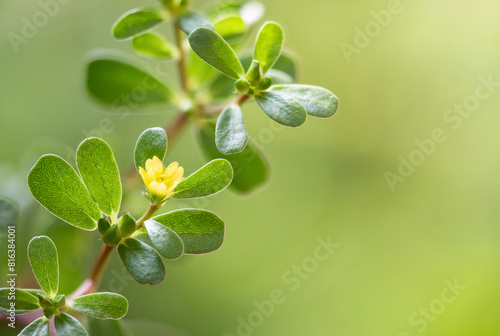 Purslane or Portulaca oleracea branch green leaves and flower    on natural background.