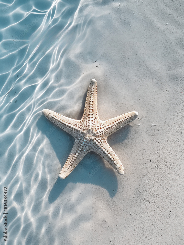 A starfish is laying on the sand in the water A starfish is laying on the sand in the water