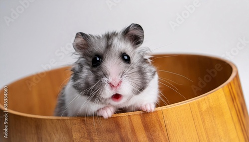 Young cute Hamster on white background