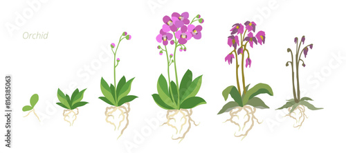 Orchid Growth Stages Vector Illustration. Caring for house plants. Flower lifecycle.
