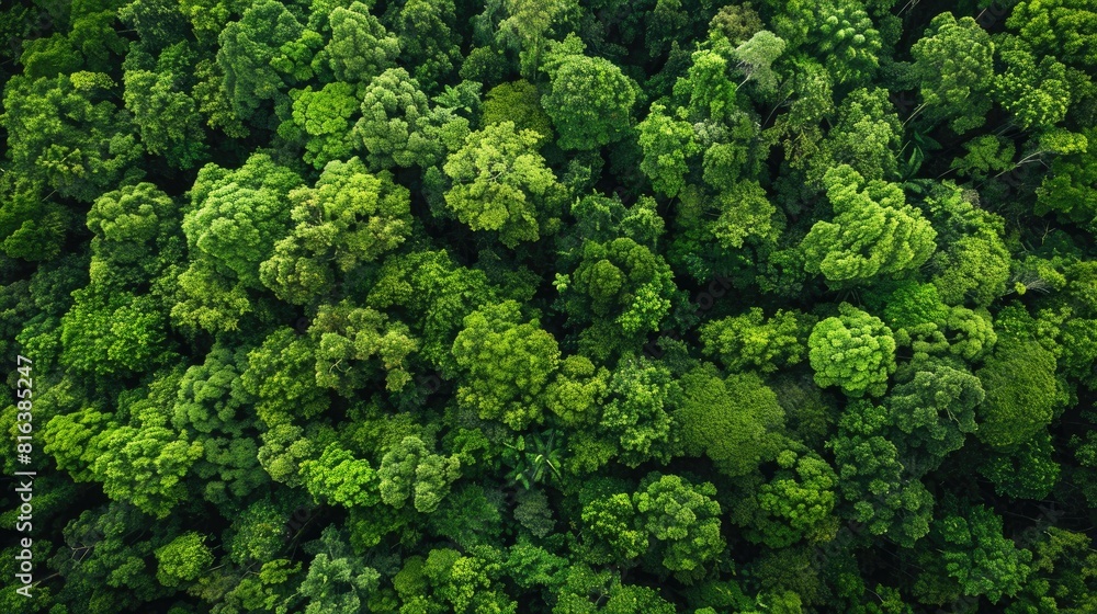 An aerial perspective reveals a lush forest canopy below captured by a drone showcasing a dense emerald sea of trees actively absorbing CO2 This verdant tapestry not only serves as a pictur