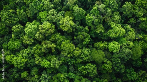 An aerial perspective reveals a lush forest canopy below captured by a drone showcasing a dense emerald sea of trees actively absorbing CO2 This verdant tapestry not only serves as a pictur