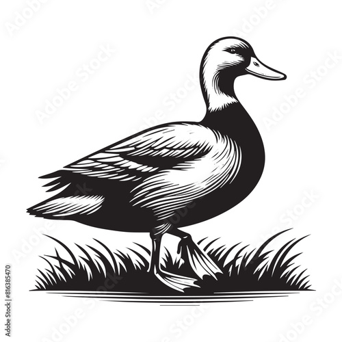 Duck Silhouette flat vector illustration.