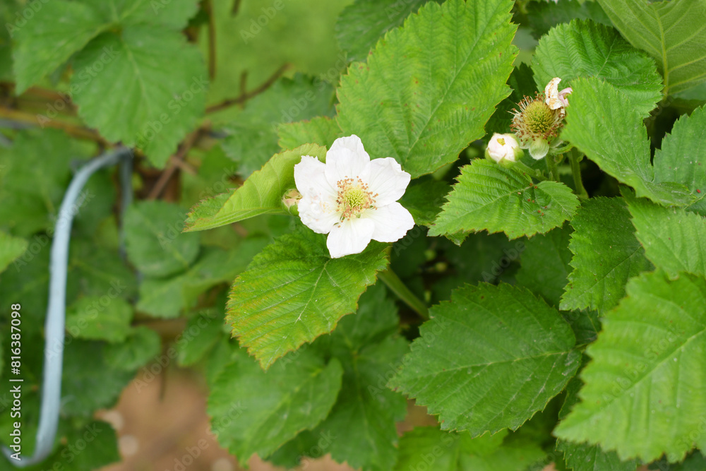 Blackberry flowers in the garden, Beautiful in spring bloom garden. Blackberry bush with white flowers, Blossoming blackberry bush and bee, sunny spring day, Chakwal, Punjab, Pakistan Blackberry flowers in the garden, Beautiful in spring bloom garden. Blackberry bush with white flowers, Blossoming blackberry bush and bee, sunny spring day, Chakwal, Punjab, Pakistan