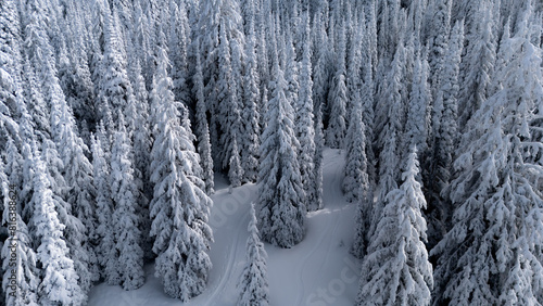 Aerial View of Snow-Covered Evergreen Forest