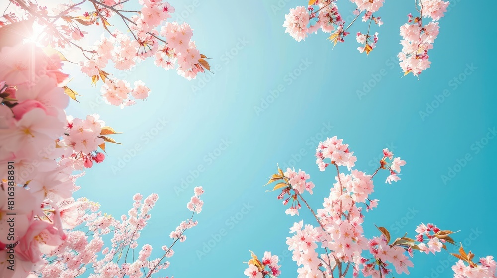 Fully bloomed cherry blossom branches under a clear blue sky Fully bloomed cherry blossom branches under a clear blue sky