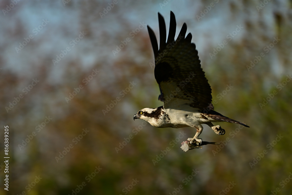 Osprey bird in flight carrying a half eaten fish Osprey bird in flight carrying a half eaten fish