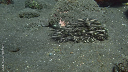 A school of small catfish swims near the sandy seabed collecting food from it.
Striped Catfish (Plotosus lineatus Eeltail catfishes) 32 cm. ID: 4 pairs of mouth barbels. photo