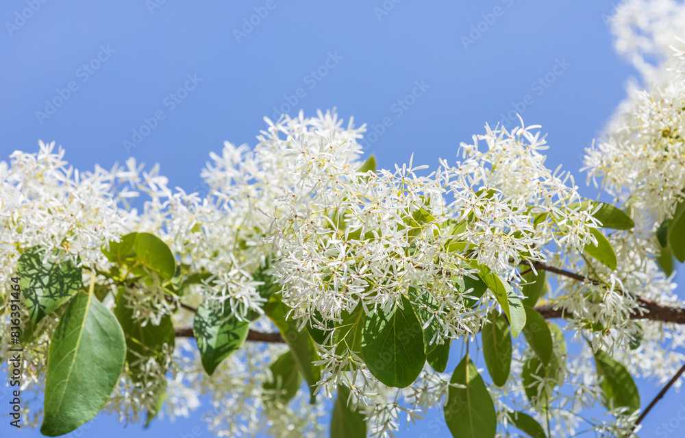 Chinese fringetree flowers in full bloom under the blue sky. warm sunshine - Chionanthus retusus Chinese fringetree flowers in full bloom under the blue sky. warm sunshine - Chionanthus retusus