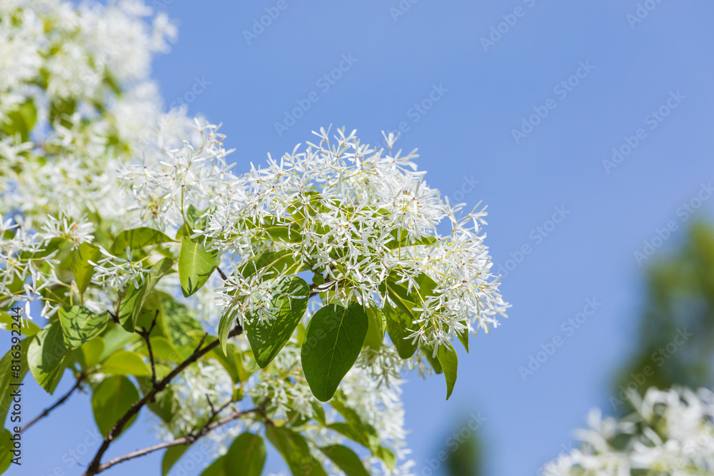 Chinese fringetree flowers in full bloom under the blue sky. warm sunshine - Chionanthus retusus Chinese fringetree flowers in full bloom under the blue sky. warm sunshine - Chionanthus retusus
